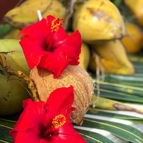 Red hibiscus flowers on coconuts and palm leaves