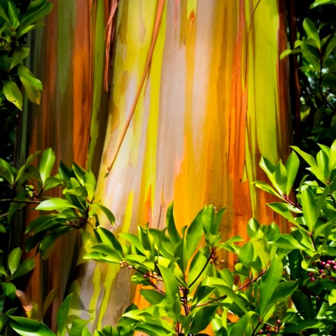 Colorful tree trunk surrounded by green leaves.
