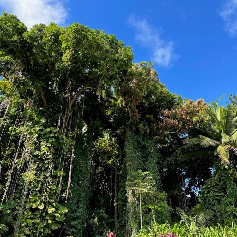 Lush tropical forest with tall trees under a clear blue sky.