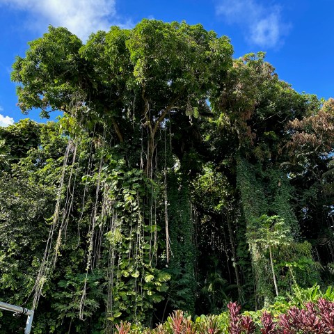 Lush green trees with hanging vines and blue sky above.