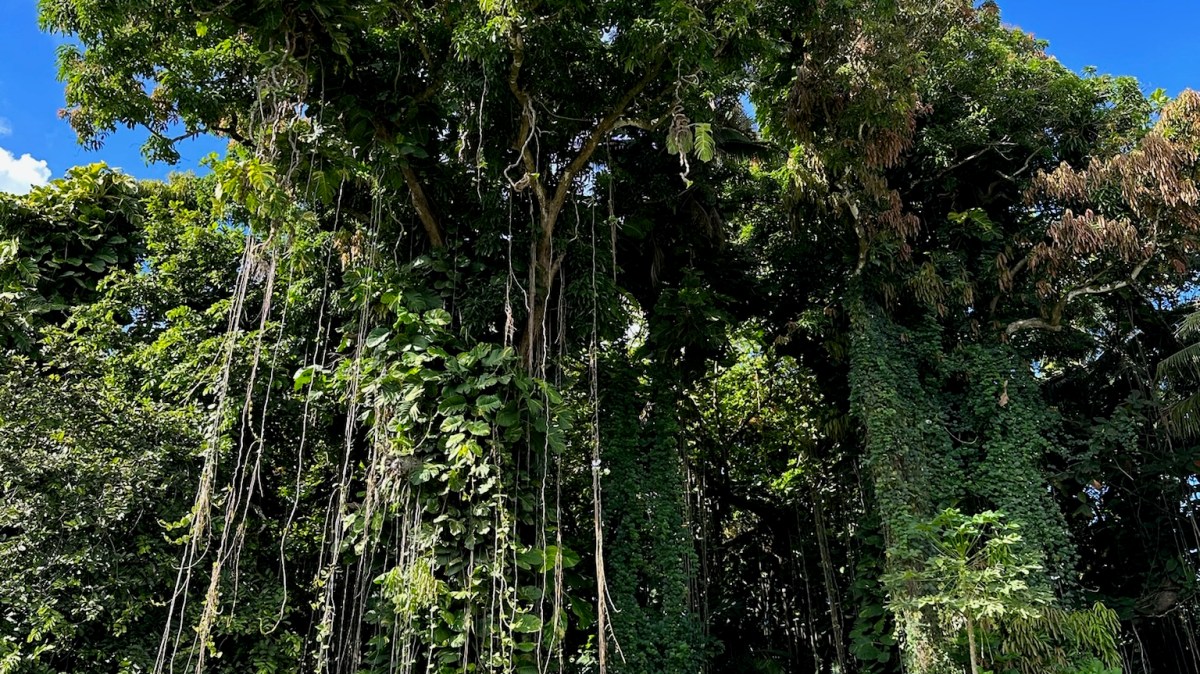 Lush green trees with hanging vines and blue sky above.