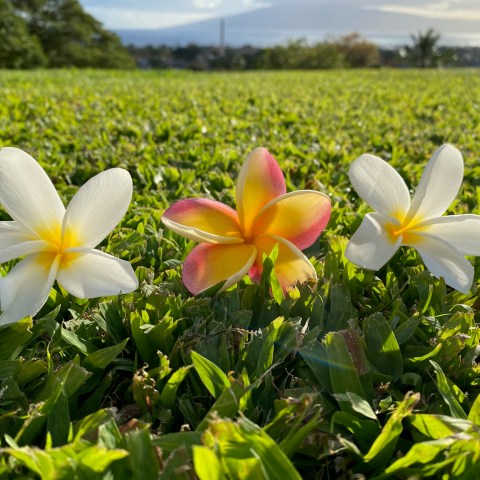 Three plumeria flowers on grass with a hilly background.