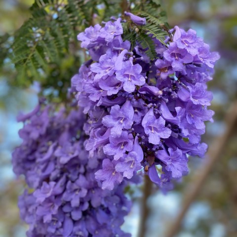 Cluster of purple jacaranda flowers on tree branch.
