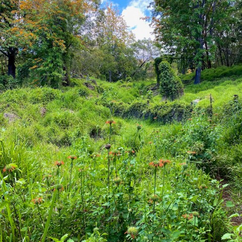 Lush green meadow with trees and orange wildflowers under a cloudy sky.