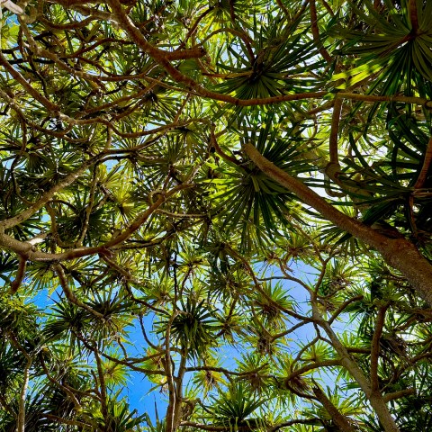 View of tree canopy with green leaves and blue sky background.