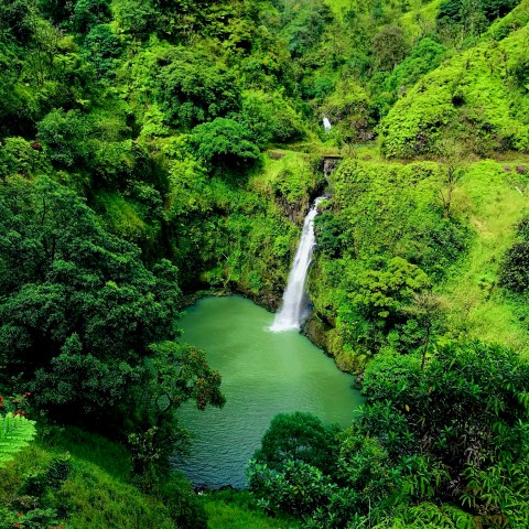 Waterfall cascading into a lush, green tropical pool surrounded by dense vegetation.