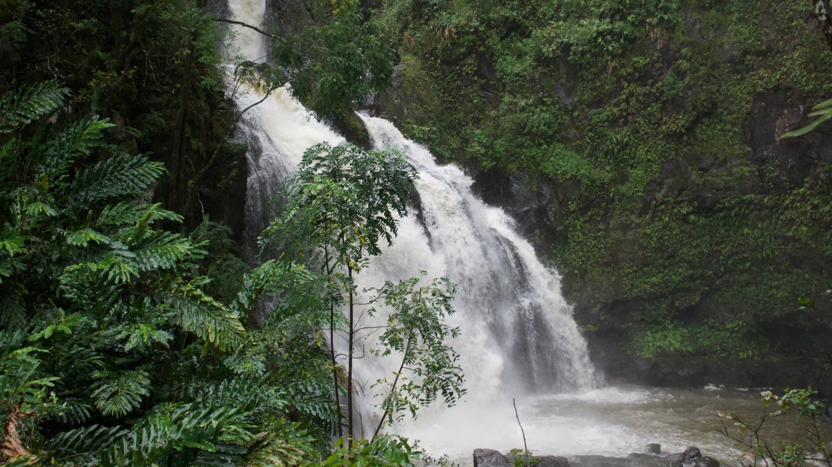 Waterfall cascading through lush green forest foliage.