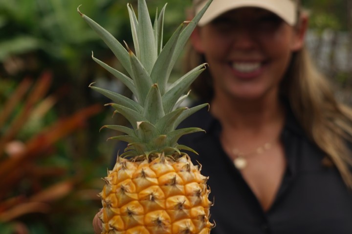 Person holds a small pineapple in a garden setting.